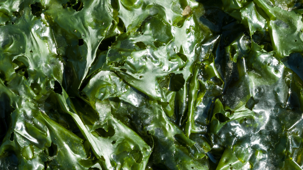 Algue nori : le pouvoir d'une super algue